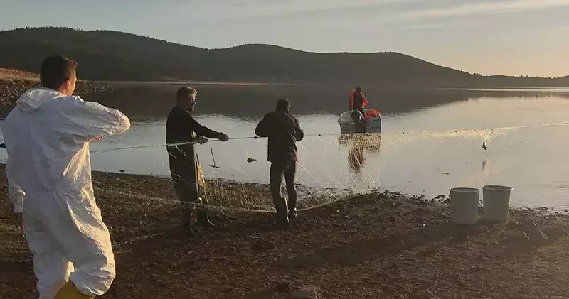 Hayalet ağa takılan 500 balık, canlı olarak kurtarıldı