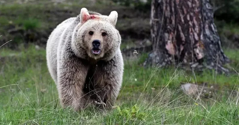 Japonya da Ayı Saldırılarına Karşı Polis Silah Kullanabilecek