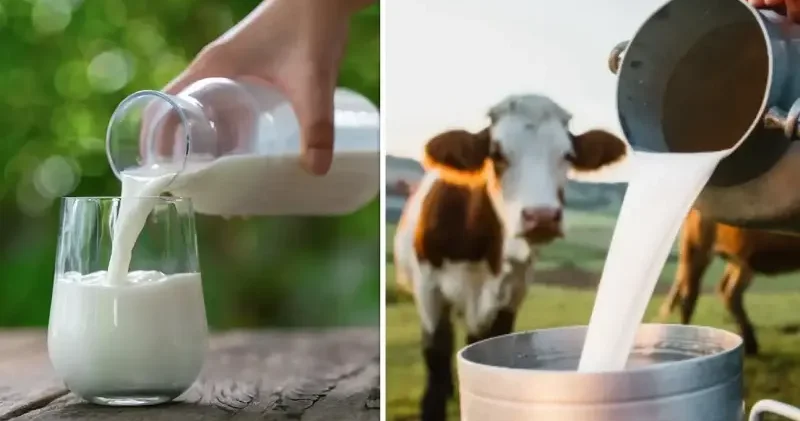 Çiğ inek sütünün C Sınıfı ndaki yağ değerlerinde değişiklik yapıldı Türkiye Ekonomisi Haberleri