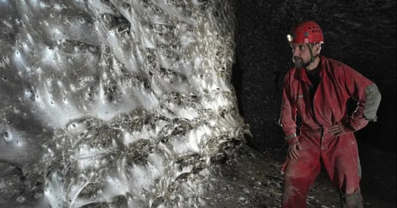 Dünyanın en büyük örümcek ağı bulundu: 111 bin böcek aynı yerde yaşıyor Sözcü Gazetesi