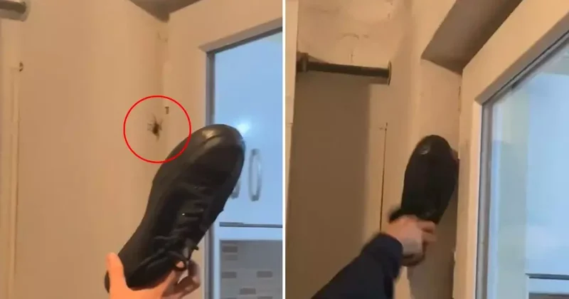 Duvardaki örümceğe ayakkabı ile vurdu, sonrasında olanlara inanamadı