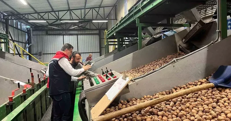 Tekirdağ’da ceviz ekim alanları genişliyor