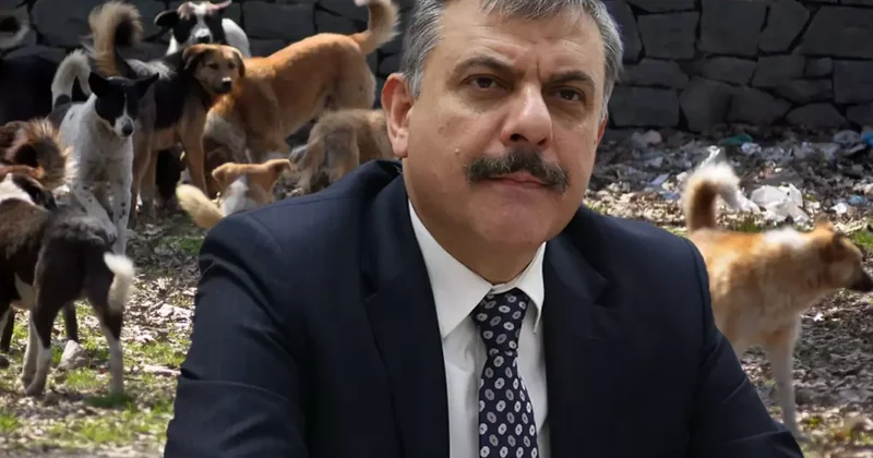 Erzurum Valisi Çiftçi: İl genelindeki sahipsiz hayvanların hepsi toplandı