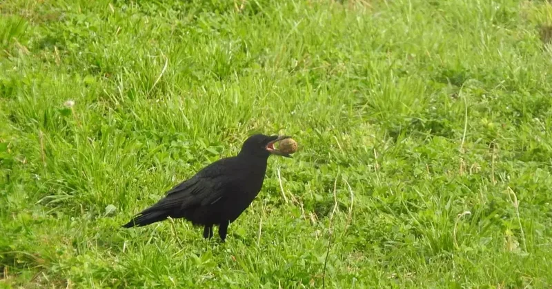 Kargaların unuttuğu cevizler ağaç oluyor