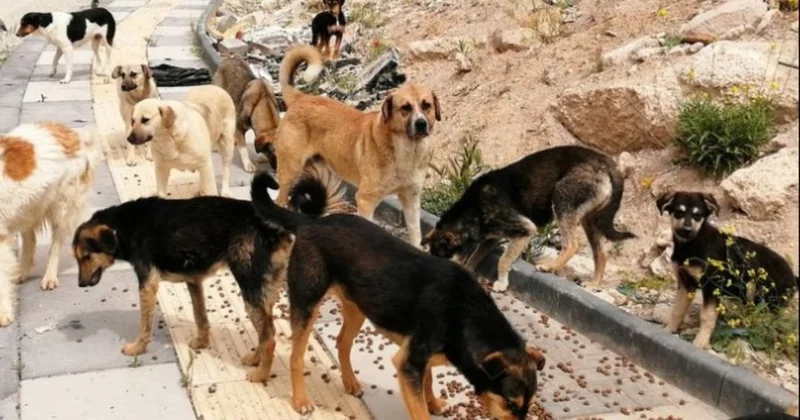 Valilik açıkladı: Bu şehirde sokak köpeklerinin tamamı toplatıldı Sözcü Gazetesi