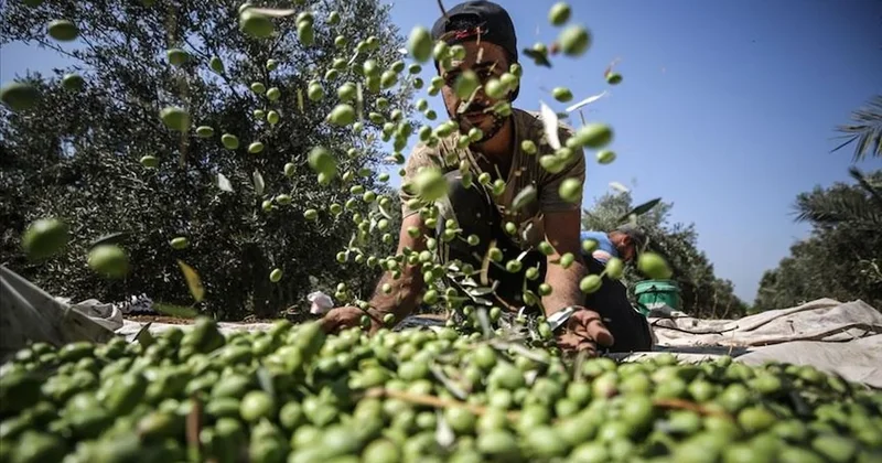 Antik kentte zeytin hasadı başladı Sözcü Gazetesi