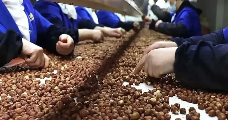 Trabzon un 10 aylık fındık ihracatı 500 milyon doları aştı Ekonomi Haberleri