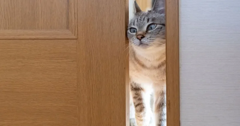 Kediniz bu yüzden sizi tuvalete kadar takip ediyormuş Sözcü Gazetesi