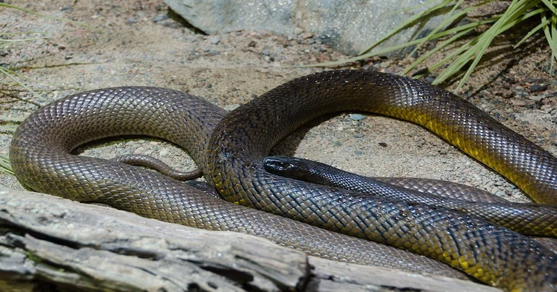 Kobra veya engerek değil: En tehlikeli yılan türü buymuş Sözcü Gazetesi