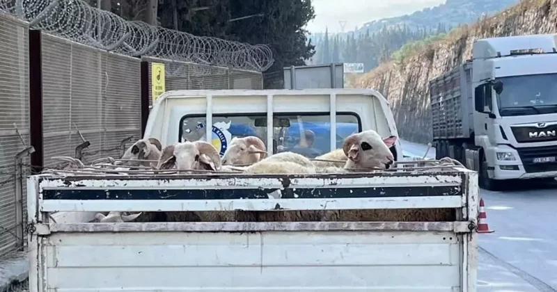 Hayvan hastalıkları ile mücadelede yol kontrolleri devam ediyor