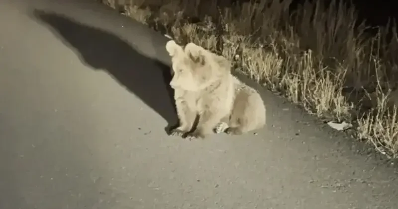 Kars ta bitkin halde bulundu: Bozayı tedavi altına alındı Kars Haberleri