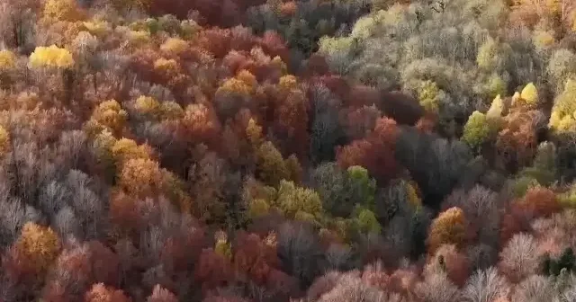 Mengen ormanlarında sonbahar şöleni: Renk cümbüşü havadan görüntülendi VİDEO İZLE