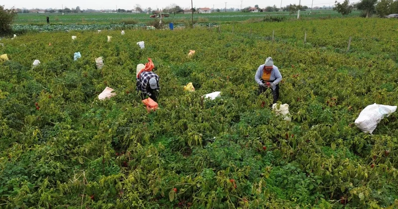 Tarlaya giren ağla ağlaya hasat ediyor: Kilosu 15 TL den satılıyor Sözcü Gazetesi