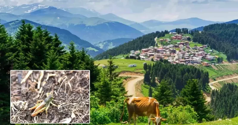 Karadeniz de yeni bir böcek türü bulundu: Trabzon Giresun ve Gümüşhane de tespit edildi Bilim Haberleri