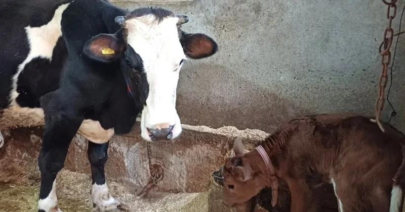 Hayvancılıkta devrim: Süt alerjisine karşı genleri susturulmuş buzağılar doğdu Sözcü Gazetesi