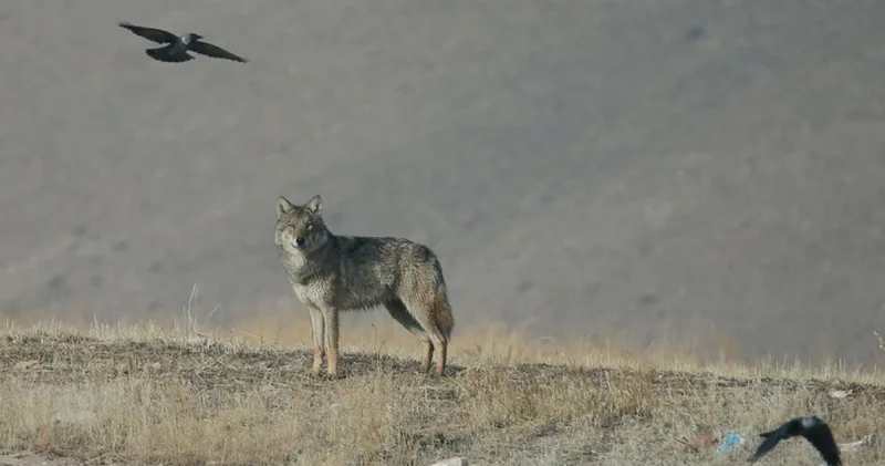 Kars ta yiyecek arayan kurt yerleşim yerine indi