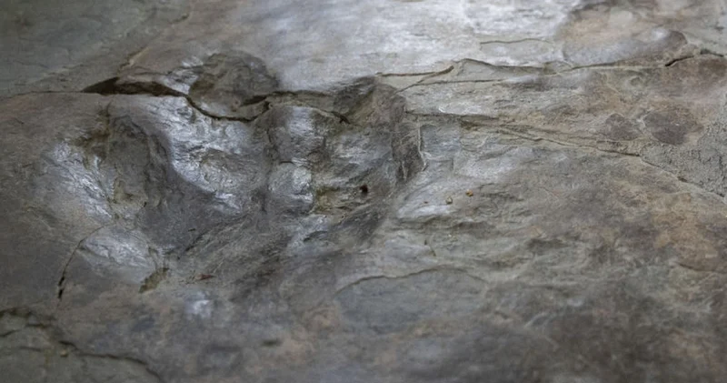 Bolivya da dinozorlara ait 16 bin 600 ayak izi belgelendi