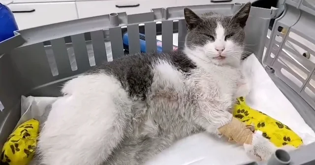 Bolu da otomobilin çarptığı kedi, tedavi için İstanbul a sevk edildi Ağır yaralanan kedi için yardım kampanyası başlatıldı Bolu Haberleri