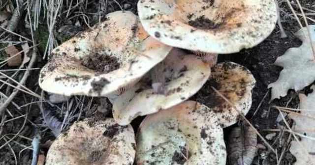 Çameli de cintar bereketi Denizli Haberleri