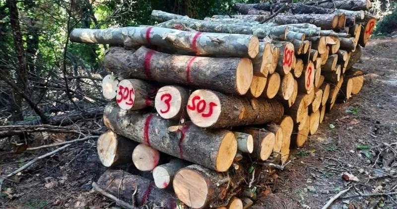 Milli Park ta binlerce ağaç kesildi