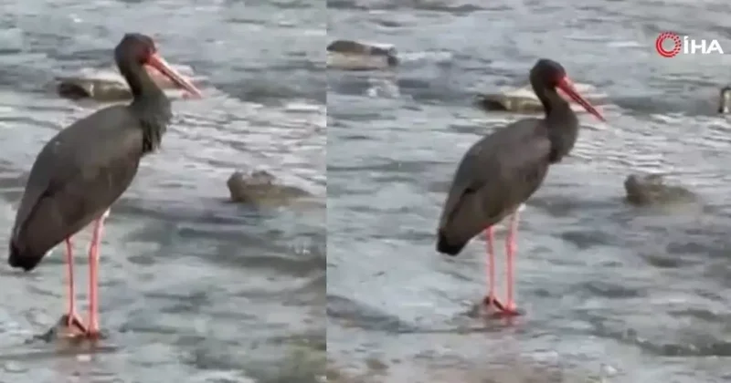 Türkiye de nadir görülen kuş türlerinden kara leylek Karabük te görüntülendi