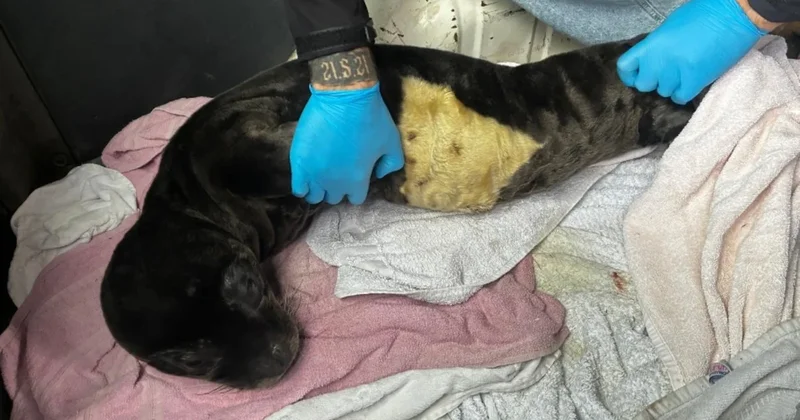 Marmaris te kıyıya vurdu. Koruma altına alındı Sözcü Gazetesi