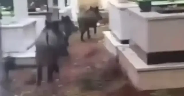 Marmaris te domuz istilası sürüyor: Yeni adres mezarlıklar VİDEO İZLE
