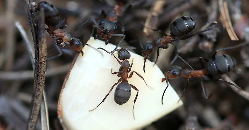 Karıncaların bir sırrı daha çözüldü! Koloniden gönderdikleri mesaj ortaya çıktı Sözcü Gazetesi