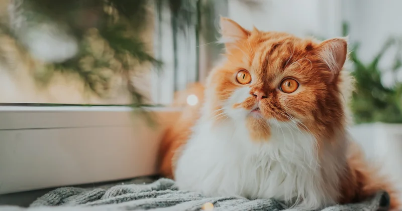 Miyav lamalarının şifresi çözüldü... Kediler erkeklere derdini anlatırken 2 kat zorlanıyorlar!
