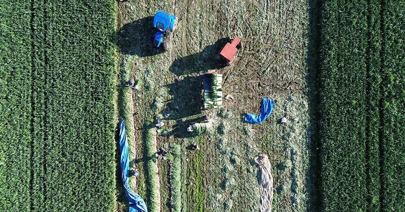 Hasat başladı, verimi yüz güldürdü: Rekolte 28 bin tonu bulacak Sözcü Gazetesi