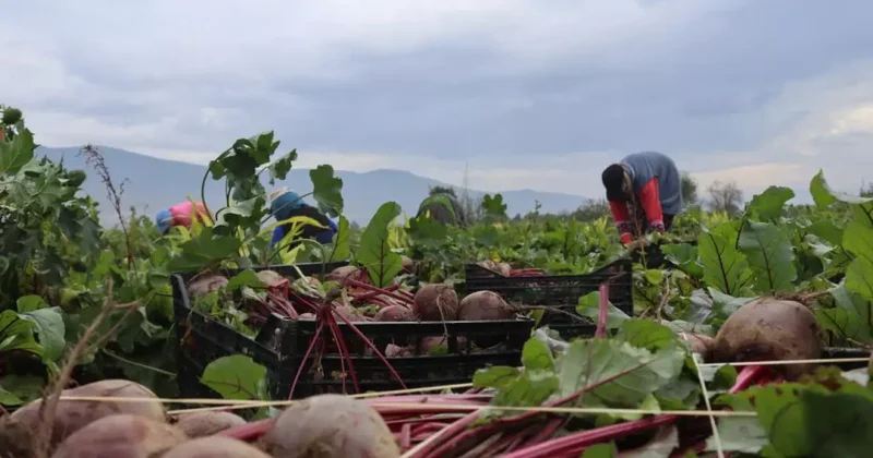 İzmir in bereketli topraklarında ‘Kırmızı elmas mesaisi
