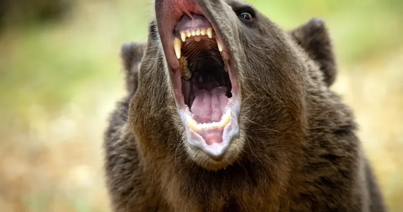 Japonya da Rekor Ayı Saldırıları