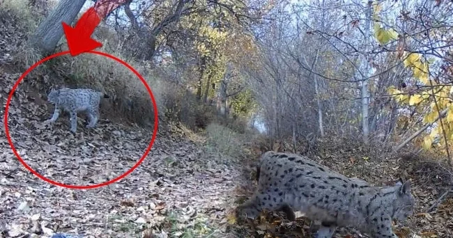 Ormanın hayaleti olarak anılıyor: Fotokapana yakalandı! Kentte heyecan yarattı