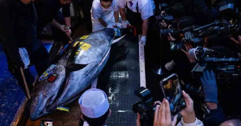 Rekor fiyata satıldı! Denizden çıktı tam tamına 243 kilo
