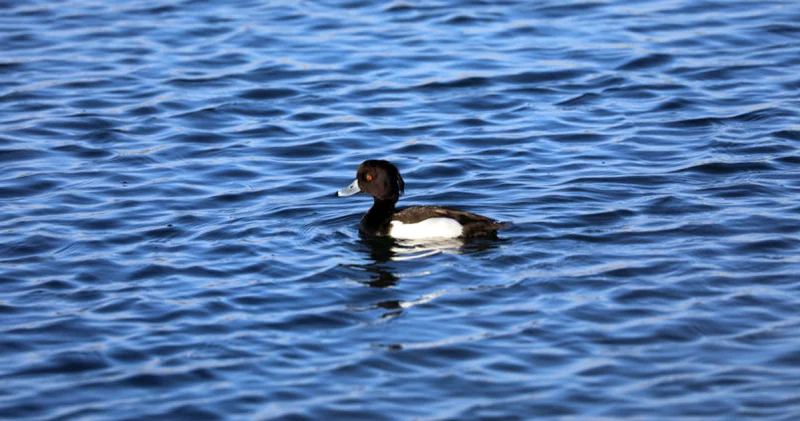 Doğada nadir görülen 3 kuş türü Ağrı Dağı nda kayıt altına alındı