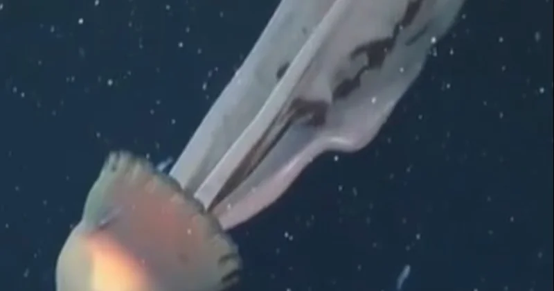 Bilim insanları şaşkın: Dev deniz anası görüntülendi Sözcü Gazetesi