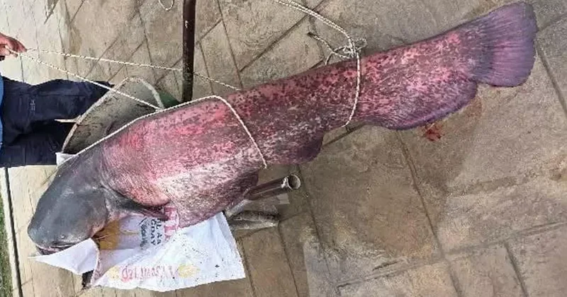 30 kilo ağırlığında! Gören telefonuna sarıldı: Tam bir acemi şansı