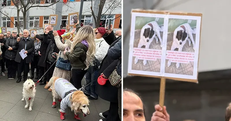 Ankara da hayvanseverlerden Matmazel için protesto: Sorumlular hak ettikleri cezayı almalılar, bu katliam değil de nedir?