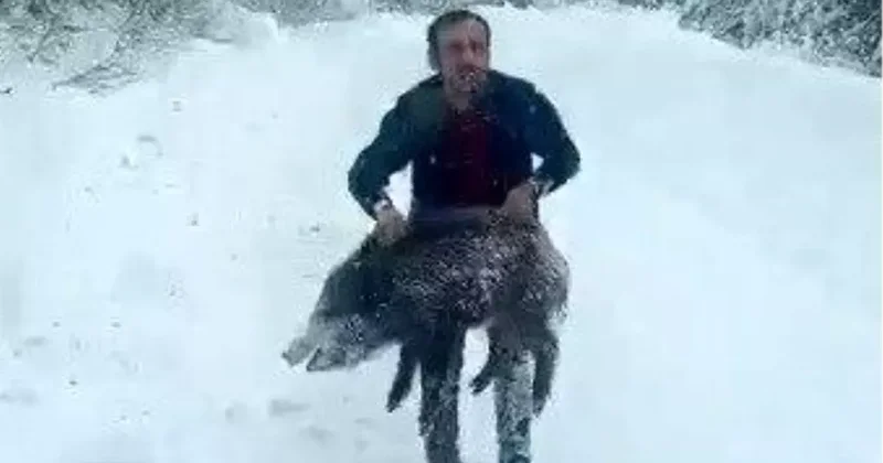 Yaban domuzunu çıplak elle yakalayan adam: Kimseye tavsiye etmem