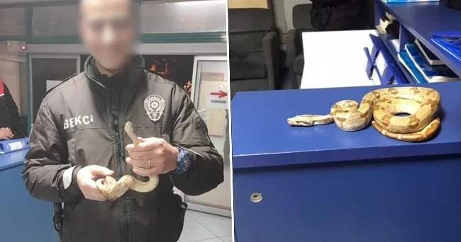 Mısır yılanını eline aldı kafede dolaşmaya başladı: 11 bin 977 lira ceza yedi