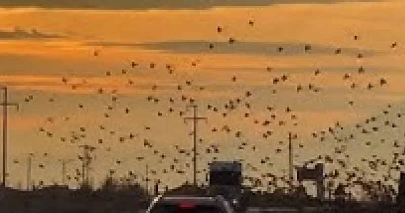 Kuşların büyüleyici dansı!