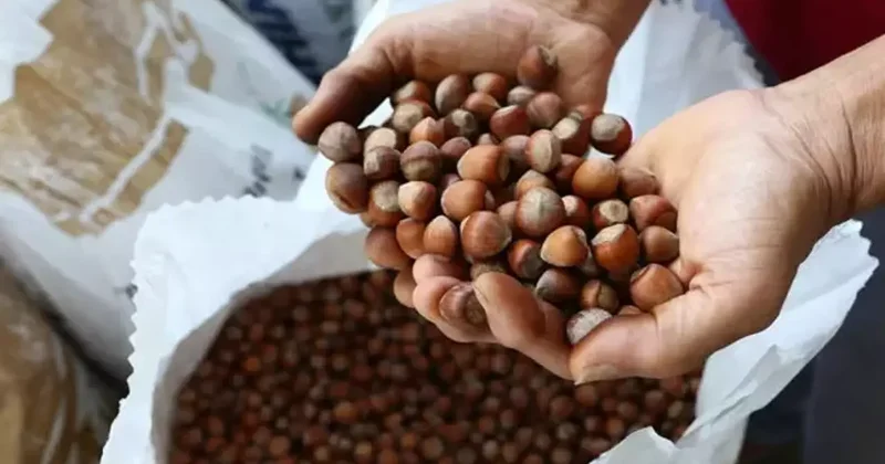 Fındıkta büyük hareketlilik! İşte borsadaki son durum!