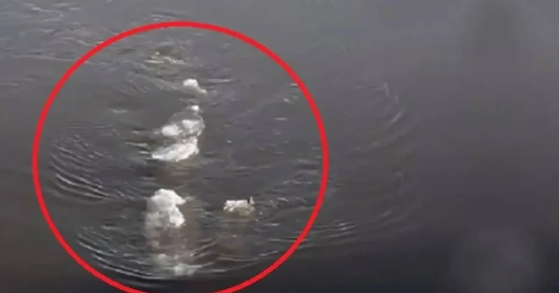 400 yıldan fazla yaşayabilen devasa yaratık: 150 yaşındayken cinsel olgunluğa erişiyor Sözcü Gazetesi