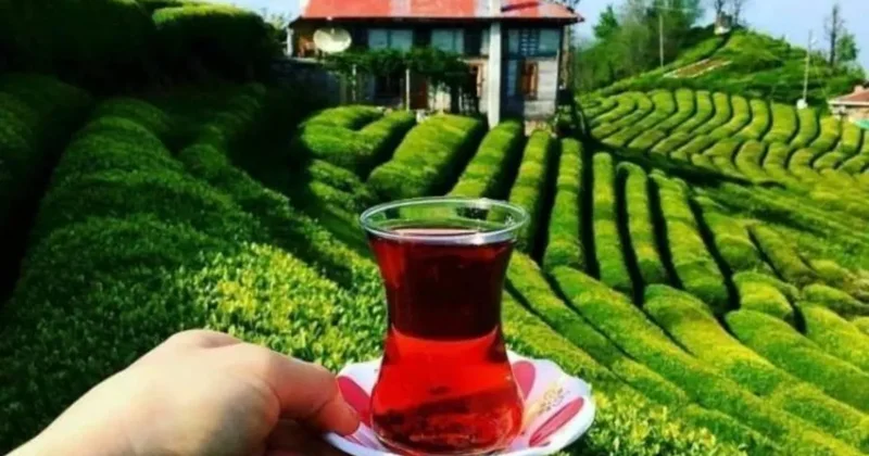 Dünyada üzerine kar yağan tek çay! Türkiye den 34.806 milyon dolarlık çay ihracatı