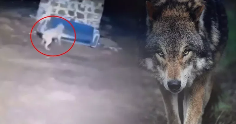 Görüntü gece yarısı çekildi: Kurdu gören Sivas kangalının yaptıkları olay oldu