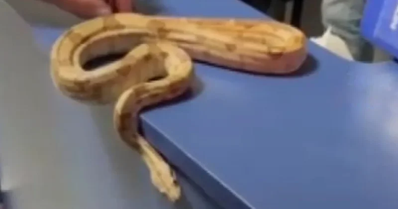 Elinde yılanla geziyordu polis yakaladı