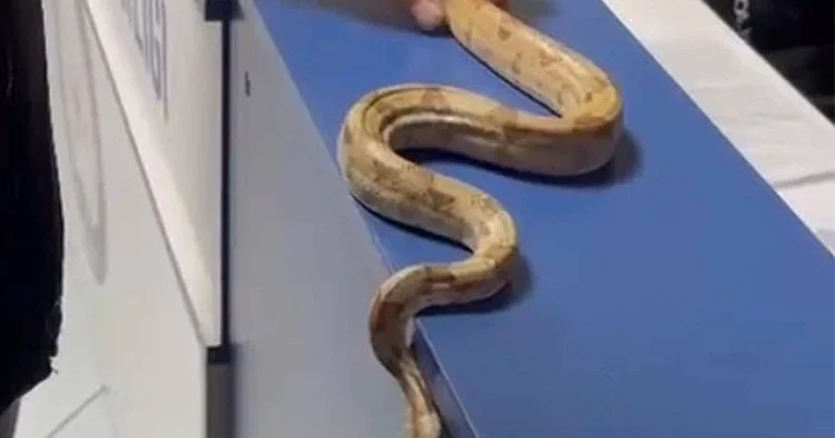 Kafeye girip elinde yılanla gezen kişiye para cezası kesildi