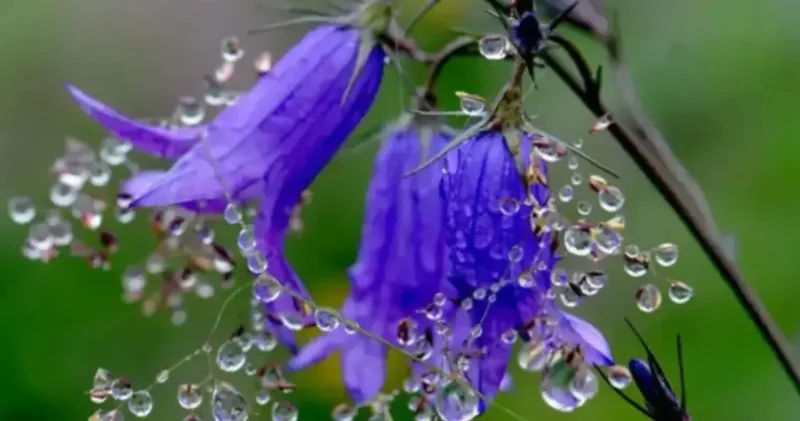 2026 cemre düşme tarihleri: İlk cemre ne zaman düşecek? Detaylar