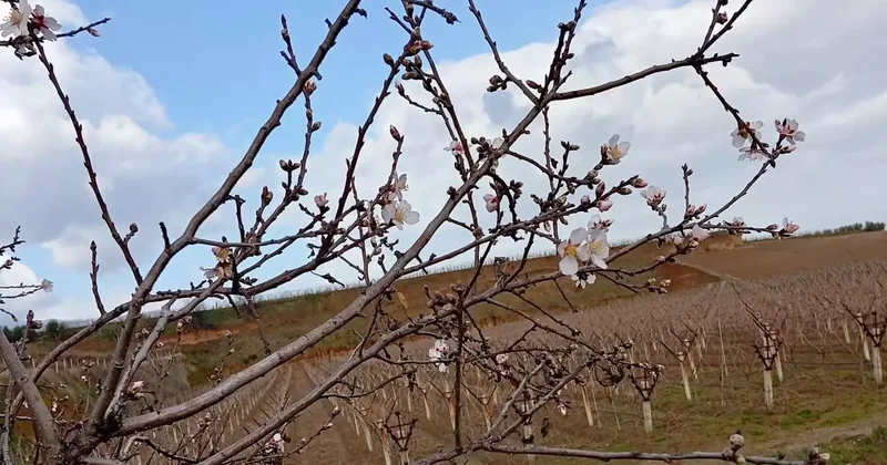 Sarıgöl’de badem ağaçları çiçek açtı