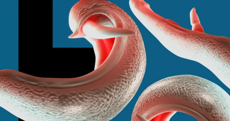 DSÖ: Cinsel organlara yerleşen parazit yeni ülkelere yayılabilir